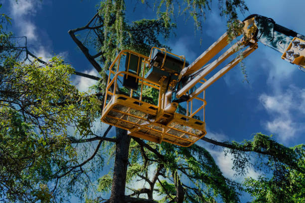 Reliable Weiser, ID Tree Service Solutions